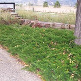 Buffalo Juniper